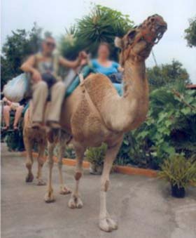 Camel Park Arona