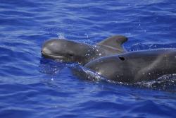 Avisamiento de Cetáceos en Tenerife