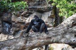 Gorila en Loro Parque, Puerto de la Cruz