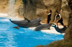 Loro Parque, Tenerife