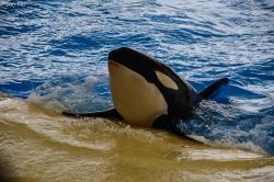 Orca en Loro Parque